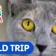 Learn How To Care For Pets! | Caitie's Classroom Field Trip | Animal Video for Kids