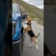 Lil paws land Animals' Warning Signals to Humans" #animals #rescue #dog