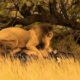 "Lion Ambushed: The Sable Antelope Fights Back