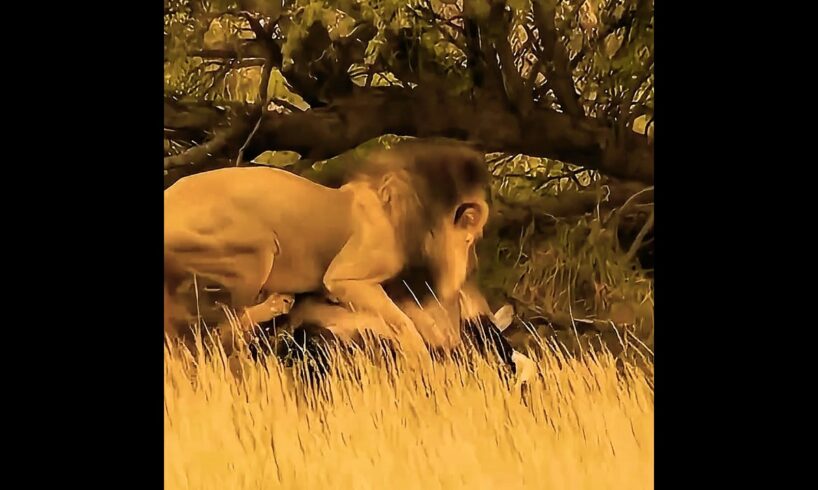 "Lion Ambushed: The Sable Antelope Fights Back