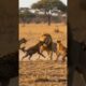 Lion Battles Hyena Pack in Wild Savannah | Real Animal Fight #shorts #animals #viral