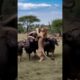 😱Lion Vs Pack of Buffalos Fight #animals #animal #animallover #shorts #short #wildlife #lion #nature