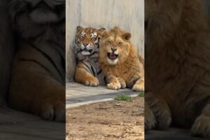 Lion and Tiger Love 😳🤭