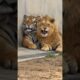 Lion and Tiger Love 😳🤭
