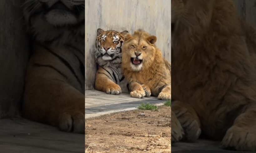 Lion and Tiger Love 😳🤭
