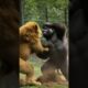 Lion vs Gorilla: Epic Showdown at the Zoo! 🦁🥊🦍 #wildbattle  #animalfight