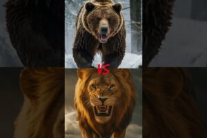 Lion vs Wild Beasts – Who Wins? 🦁🔥 Ultimate Animal Battles Compilation! #shortvideo #whowillwin