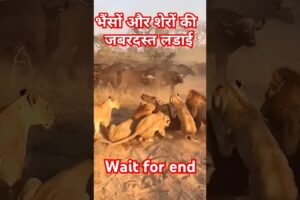 Lions vs wild buffaloes || animal fight #shorts #viralshorts #trending #animals #wildlife