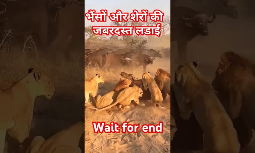 Lions vs wild buffaloes || animal fight #shorts #viralshorts #trending #animals #wildlife