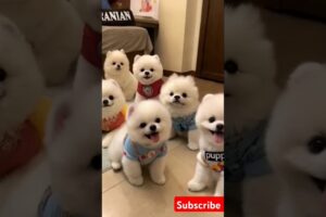 Little cute teacup puppies😍 #cute #toys #baby #cutebaby #cuteanimal #dog #pets #doglover #pomeranian