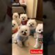 Little cute teacup puppies😍 #cute #toys #baby #cutebaby #cuteanimal #dog #pets #doglover #pomeranian