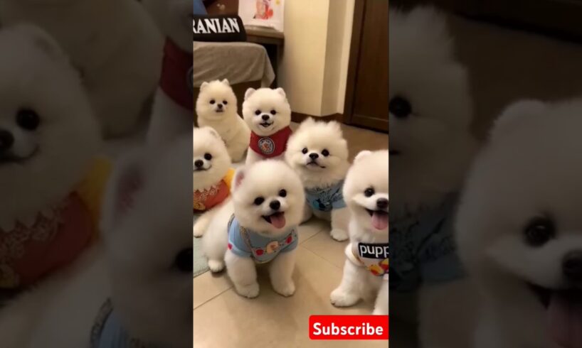 Little cute teacup puppies😍 #cute #toys #baby #cutebaby #cuteanimal #dog #pets #doglover #pomeranian