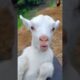 Little goats sound #goatsounds #goat #babyanimal