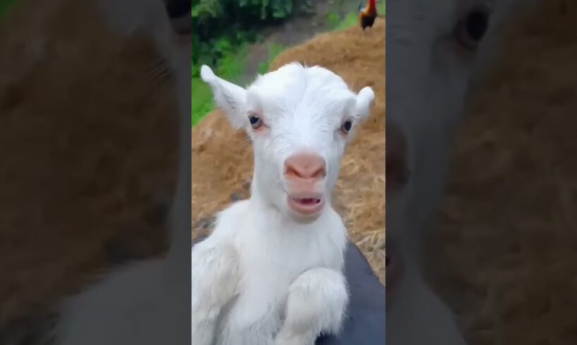 Little goats sound #goatsounds #goat #babyanimal