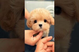 Little pretty cute puppies