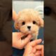Little pretty cute puppies