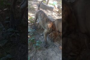 Lovely two dogs are playing together. #animals #mycuterabbit #cute #labrador #dog  #babydogs. #funny