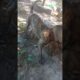 Lovely two dogs are playing together. #animals #mycuterabbit #cute #labrador #dog  #babydogs. #funny