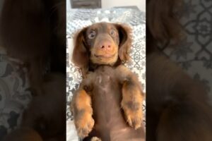 MINI DACHSHUNDS ARE MAGICAL #minidachshund #puppy #dachshund #dachshundpuppy #cutedog #cutepuppy