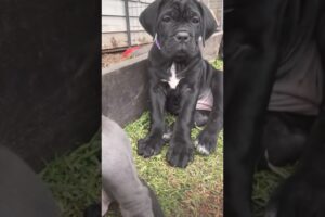 MY BABYS #fypp #fyp #cute #puppies #puppylove #canecorso #likeandsubscribe