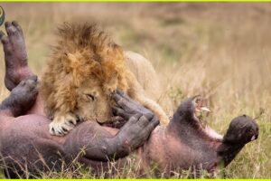 Magnificent Hunting And Chasing Moments By Wild Animals | Animal Fights
