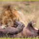 Magnificent Hunting And Chasing Moments By Wild Animals | Animal Fights