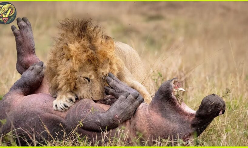 Magnificent Hunting And Chasing Moments By Wild Animals | Animal Fights