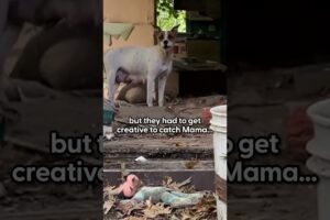 Mama Dog Was Hiding Her Puppies In Abandoned House | The Dodo