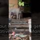 Mama Dog Was Hiding Her Puppies In Abandoned House | The Dodo