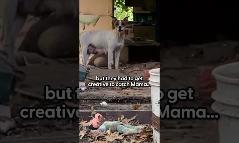 Mama Dog Was Hiding Her Puppies In Abandoned House | The Dodo