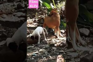 Mama of dog's caring of her puppies! #cute #puppies #doglove