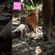 Mama of dog's caring of her puppies! #cute #puppies #doglove