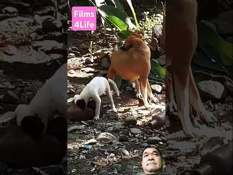 Mama of dog's caring of her puppies! #cute #puppies #doglove