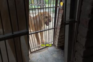 Mamãe leoa ciumenta: De Selvagens a Dóceis  #animals #pets #animais #animaisfofos