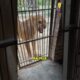 Mamãe leoa ciumenta: De Selvagens a Dóceis  #animals #pets #animais #animaisfofos