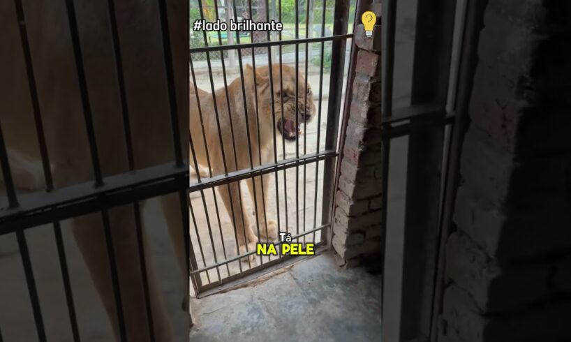 Mamãe leoa ciumenta: De Selvagens a Dóceis #animals #pets #animais #animaisfofos