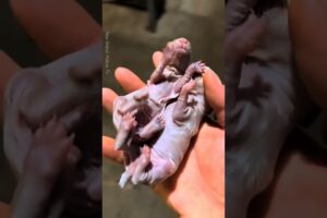 Man Saves Newborn Rabbits 🐰 | Gently Bathes & Reunites Them With Their Family ❤️ #shorts