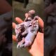 Man Saves Newborn Rabbits 🐰 | Gently Bathes & Reunites Them With Their Family ❤️ #shorts