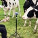 Man Sings To Cows And Horses To Make Them Feel Better | Cuddle Buddies