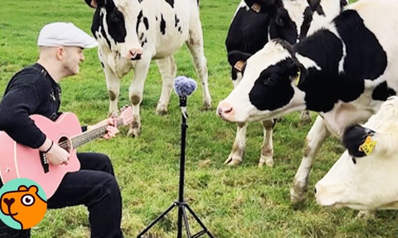 Man Sings To Cows And Horses To Make Them Feel Better | Cuddle Buddies
