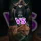 Markhor vs Ibex, Lynx & More 🐐❄️ | Mountain Animal Fights Like You’ve Never Seen!