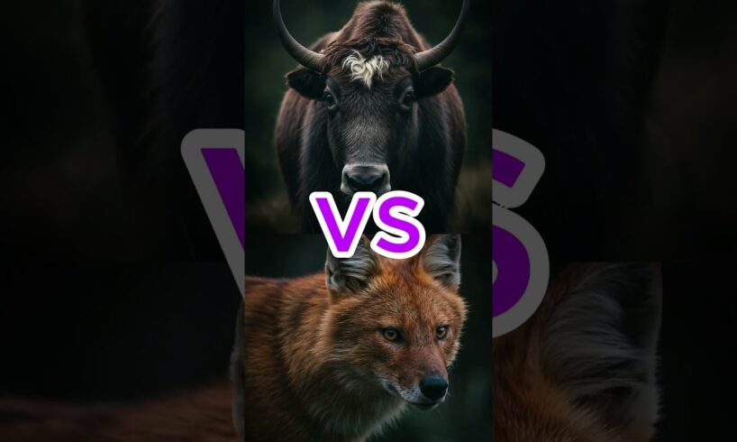 Markhor vs Ibex, Lynx & More 🐐❄️ | Mountain Animal Fights Like You’ve Never Seen!