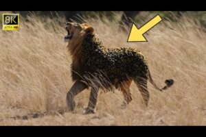 Millions of Bees Swarm a Lion – Watch the Rescue!