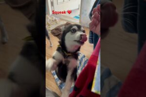 Mini Husky Klee Kai puppies for sale at KleeKaiBreeders.com.  Cute puppies raised w love 💕