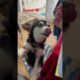 Mini Husky Klee Kai puppies for sale at KleeKaiBreeders.com.  Cute puppies raised w love 💕