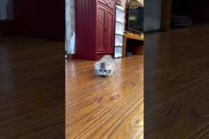 Mojo's short-legged cat: You were a caterpillar in your last life, weren't you?  Minute bantam