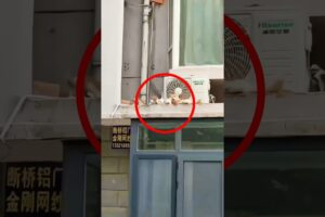 Mom's instincts as mother cat saves her kittens