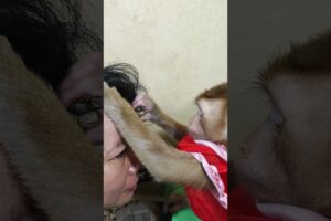 Monkey playing with pets #cutemonkey #monkeysr #babyanimal #monkeyshorts #cute #animals #babymonkey