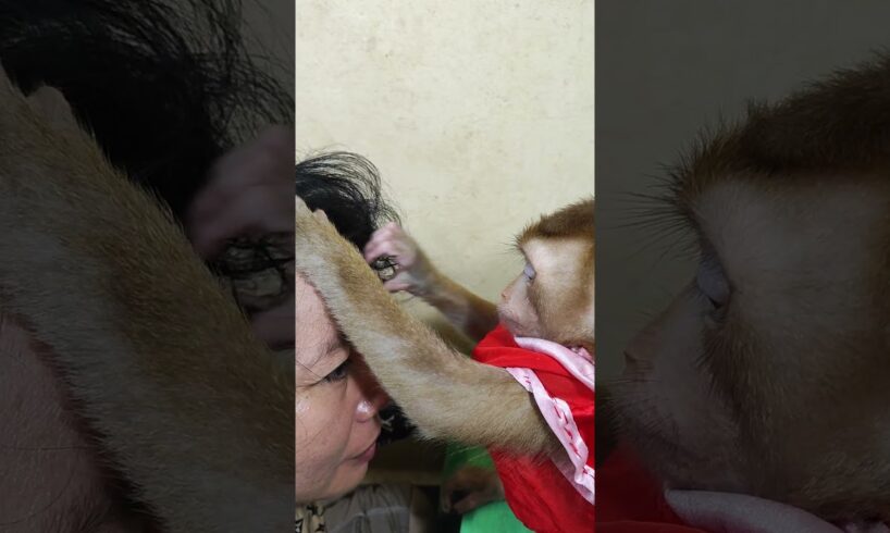Monkey playing with pets #cutemonkey #monkeysr #babyanimal #monkeyshorts #cute #animals #babymonkey