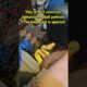 More CRAZY SNAKE behavior